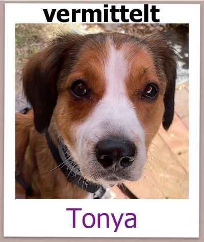 Tonya Tierschutz Zypern Hund prof