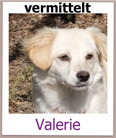 Valerie Tierschutz Zypern Hund prof