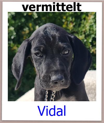 Vidal Tierschutz Zypern Hund prof