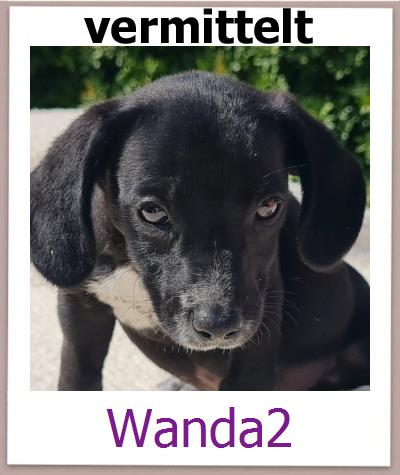Wanda2 Tierschutz Zypern Hund prof