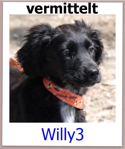 Willy3 Tierschutz Zypern Hund prof