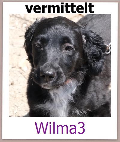 Wilma3 Tierschutz Zypern Hund prof