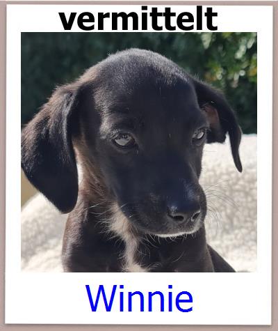 Winnie Tierschutz Zypern Hund prof