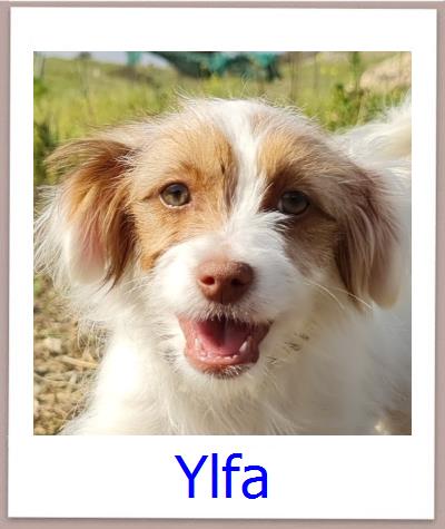 Ylfa Tierschutz Zypern Hund prof1