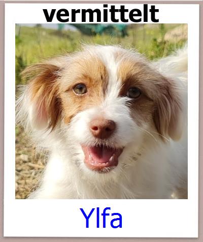 Ylfa Tierschutz Zypern Hund prof