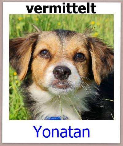 Yonatan Tierschutz Zypern Hund prof
