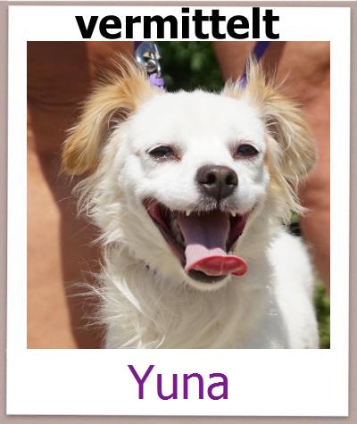 Yuna Tierschutz Zypern Hund prof