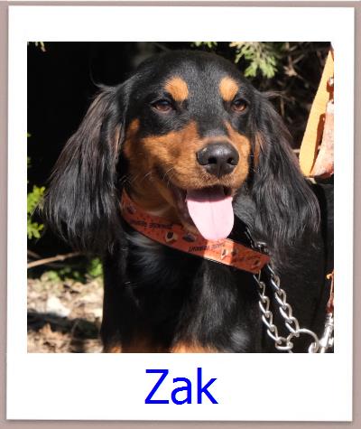 Joe Tierschutz Zypern Hund prof