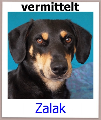 Zalak Tierschutz Zypern Hund prof