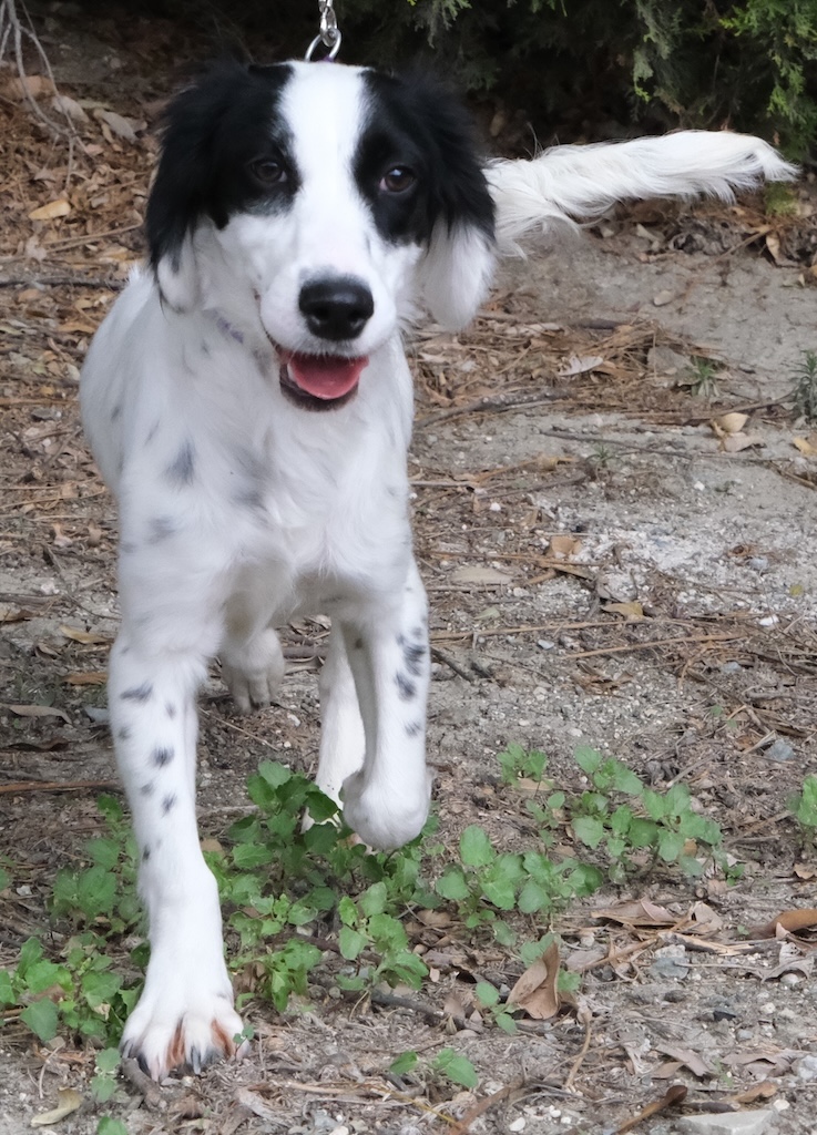 Skye1