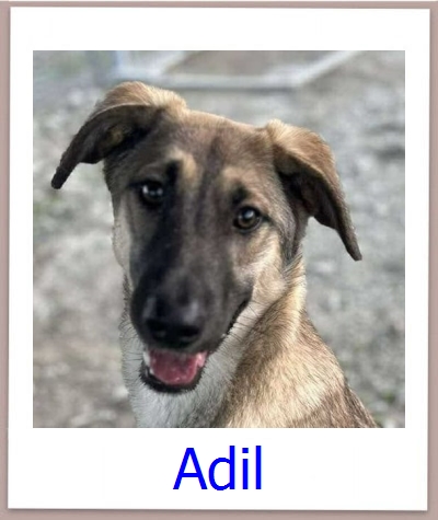 Adil Tierschutz Zypern Hund prof