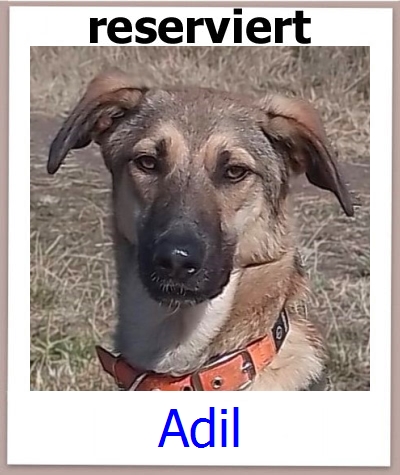 Adil