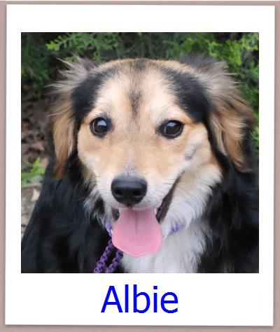 Albie Tierschutz Zypern Hund prof