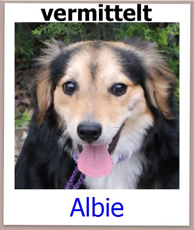 Albie Tierschutz Zypern Hund prof