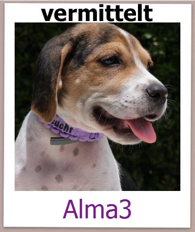 Alma3 Tierschutz Zypern Hund prof