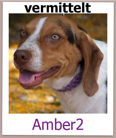 Amber2 Tierschutz Zypern Hund prof