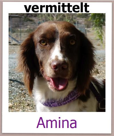 Amina Tierschutz Zypern Hund prof