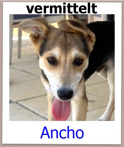 Ancho Tierschutz Zypern Hund prof