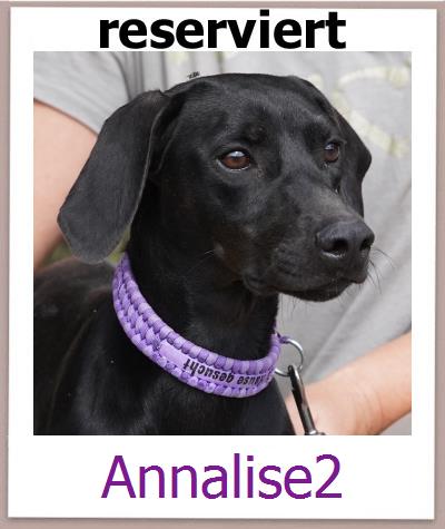 Annalise2 Tierschutz Zypern Hund prof