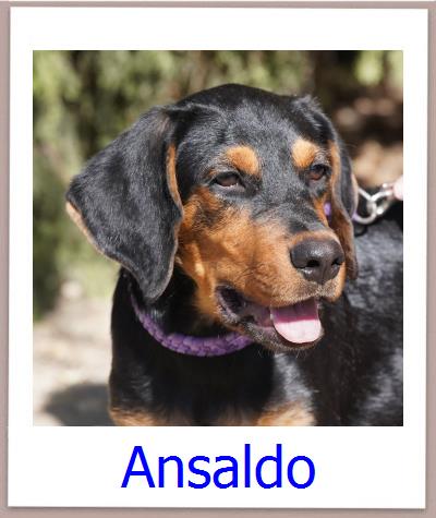 Ansaldo Tierschutz Zypern Hund prof