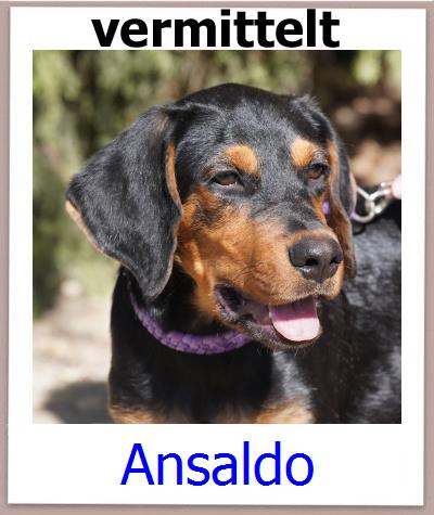 Ansaldo Tierschutz Zypern Hund prof