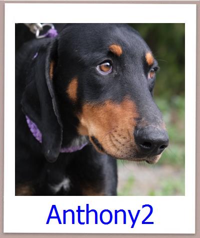 Anthony2 Tierschutz Zypern Hund prof