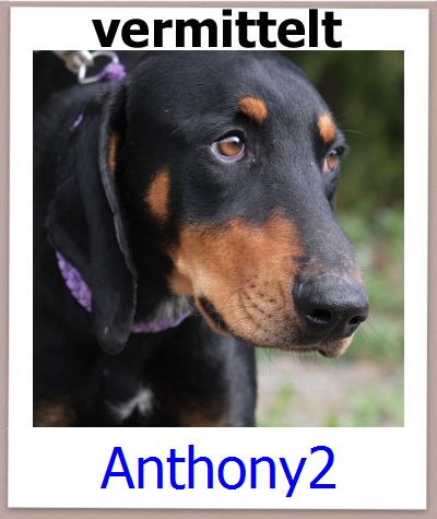 Anthony2 Tierschutz Zypern Hund prof