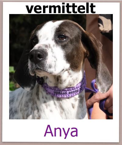 Anya Tierschutz Zypern Hund prof