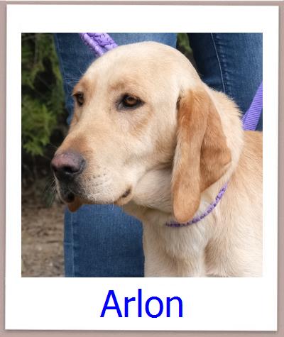 Arlon Tierschutz Zypern Hund prof