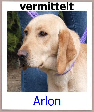 Arlon Tierschutz Zypern Hund prof