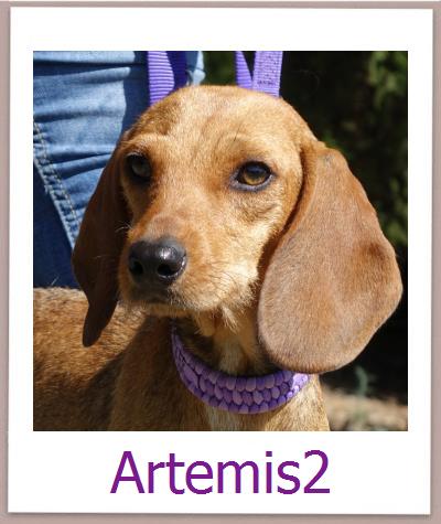 Artemis2 Tierschutz Zypern Hund prof