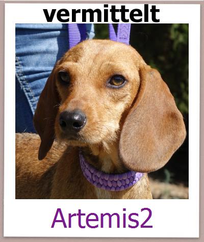 Artemis2 Tierschutz Zypern Hund prof