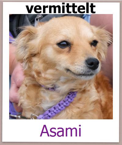 Asami Tierschutz Zypern Hund prof