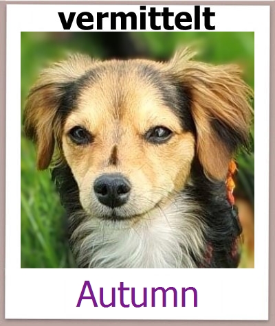 Autumn Tierschutz Zypern Hund prof
