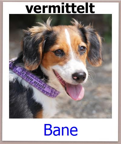 Bane Tierschutz Zypern Hund prof