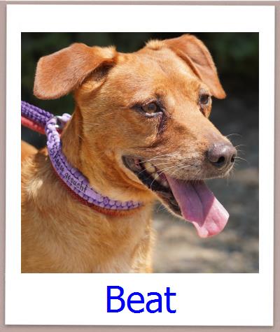 Beat Tierschutz Zypern Hund prof
