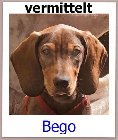 Bego Tierschutz Zypern Hund prof