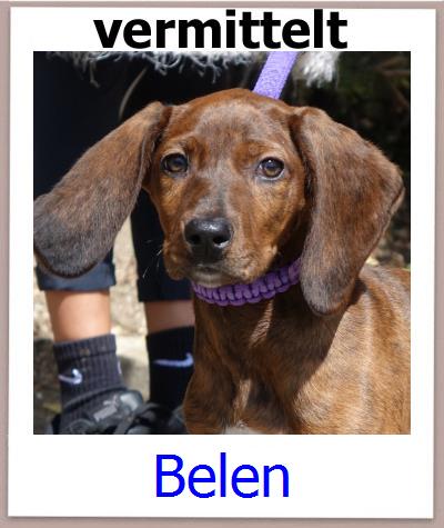 Belen Tierschutz Zypern Hund prof
