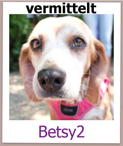 Betsy2 Tierschutz Zypern Hund prof