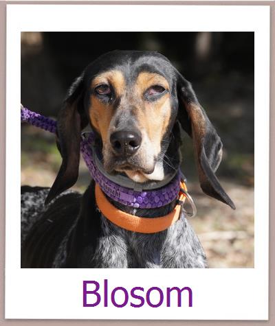 Blosom Tierschutz Zypern Hund prof