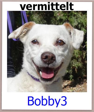 Bobby3 Tierschutz Zypern Hund prof