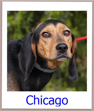 Chicago Tierschutz Zypern Hund prof