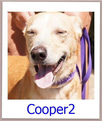 Cooper2 Tierschutz Zypern Hund prof