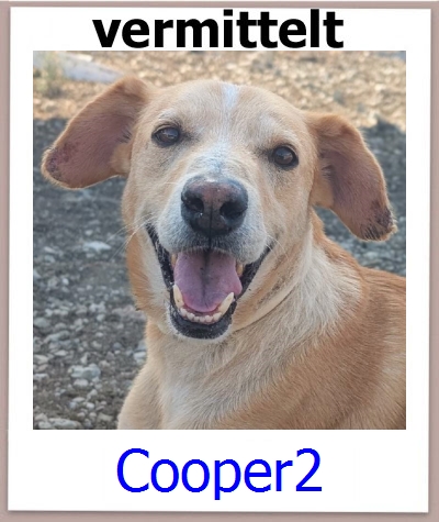 Cooper2 Tierschutz Zypern Hund prof