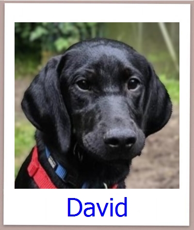 David Tierschutz Zypern Hund prof