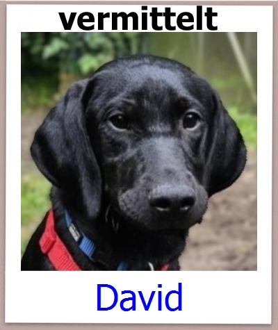 David Tierschutz Zypern Hund prof