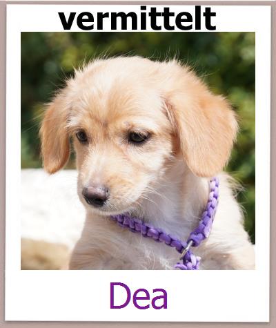 Dea Tierschutz Zypern Hund prof