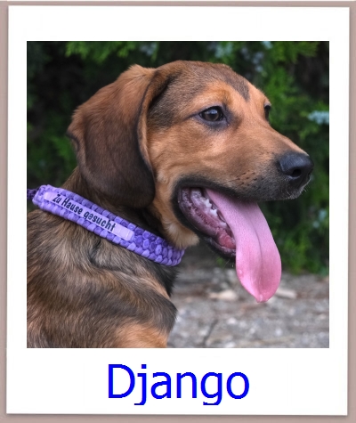 Django Tierschutz Zypern Hund prof