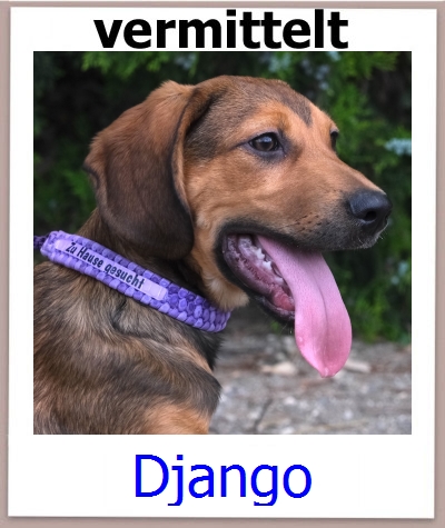 Django Tierschutz Zypern Hund prof