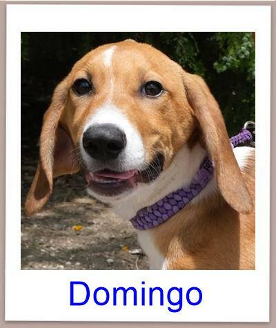 Domingo Tierschutz Zypern Hund prof